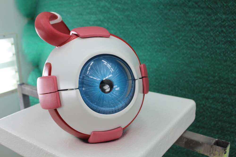 foto Large eye anatomy model