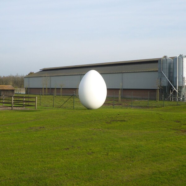 Large egg