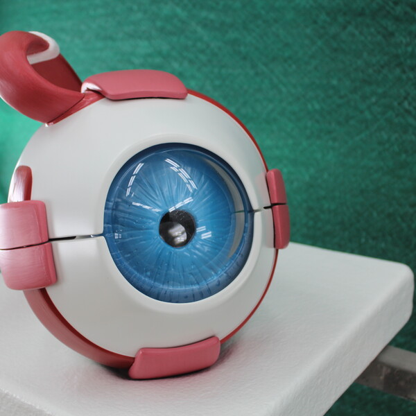 Large eye anatomy model