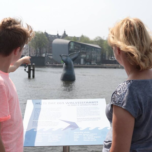 Walvis gespot in IJ Amsterdam